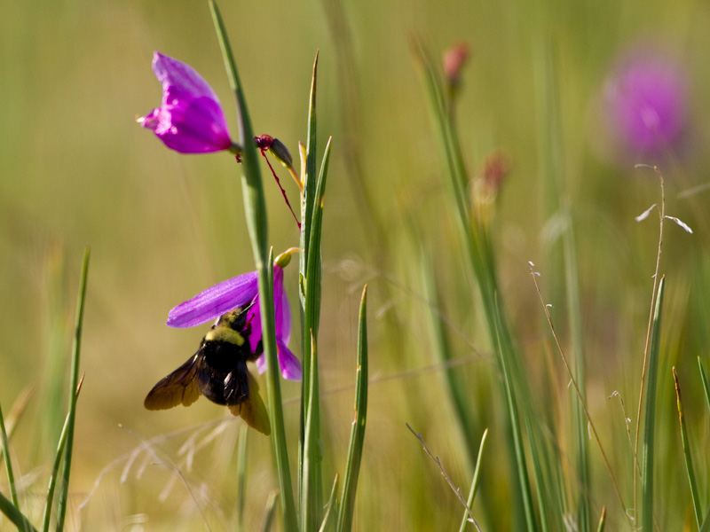 Bumblebee And Flower